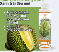 Cách bón phân cho sầu riêng ra trái đều, cơm dày – chuẩn kỹ thuật