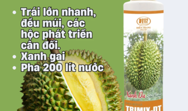 Cách bón phân cho sầu riêng ra trái đều, cơm dày – chuẩn kỹ thuật
