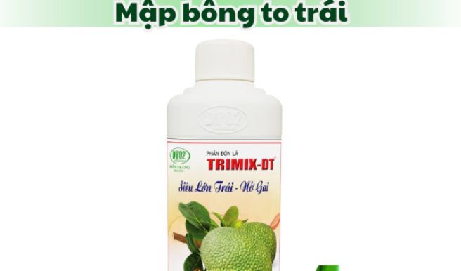 Phân gì giúp trái mít to, đẹp, không bị sâu đục?