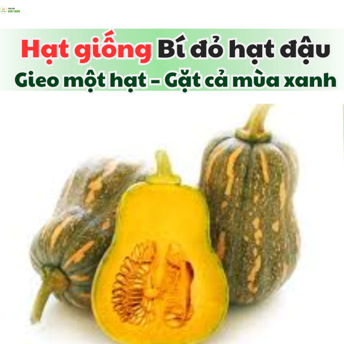Hạt giống bí đỏ hạt đậu KLT 1g (8-10 hạt)