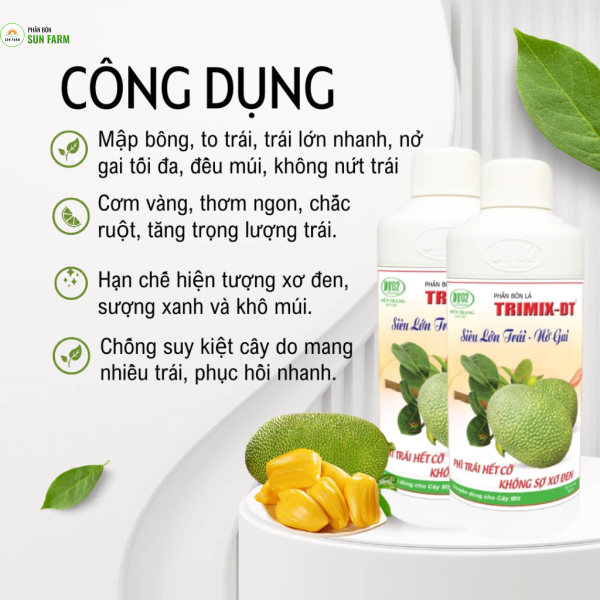 [mua 5 tặng 1] Siêu lớn trái nở gai mít Điền Trang 500ml lớn trái hộc đều ngừa sơ đen