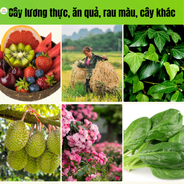 Combo 5 tặng 1 Neem chito, chitosan kiểm soát bọ trĩ nhện đỏ 500ml
