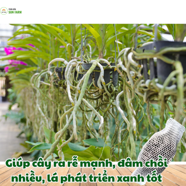 [Túi lan sai hoa]Phân Bón Lan Sunfarm, 1 Tép, Túi Lưới, Tan Chậm, Dưỡng Lan Ra Rễ, Xanh Tốt, Dùng Tốt Cho Sen Đá, Kiểng