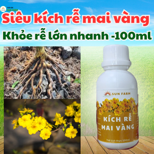 Kích rễ mai vàng 100ml khỏe rễ dưỡng rễ to khỏe phục hồi sau ra hoa