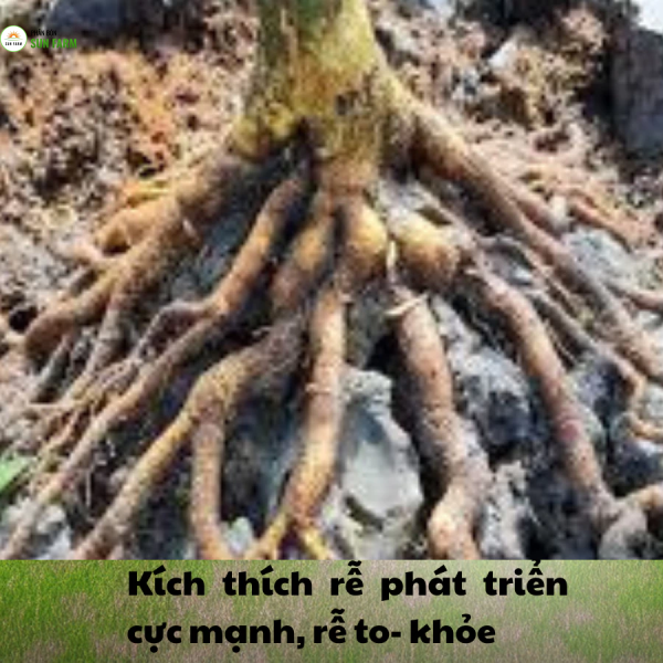 Kích rễ mai vàng 100ml khỏe rễ dưỡng rễ to khỏe phục hồi sau ra hoa