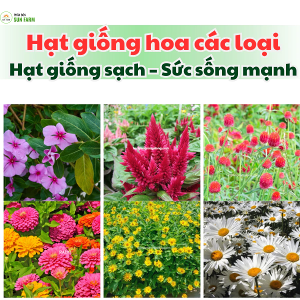 Hạt giống hoa Rạng Đông các loại nảy mầm nhanh, tỷ lệ nảy mầm cao, cây khỏe sạch bệnh