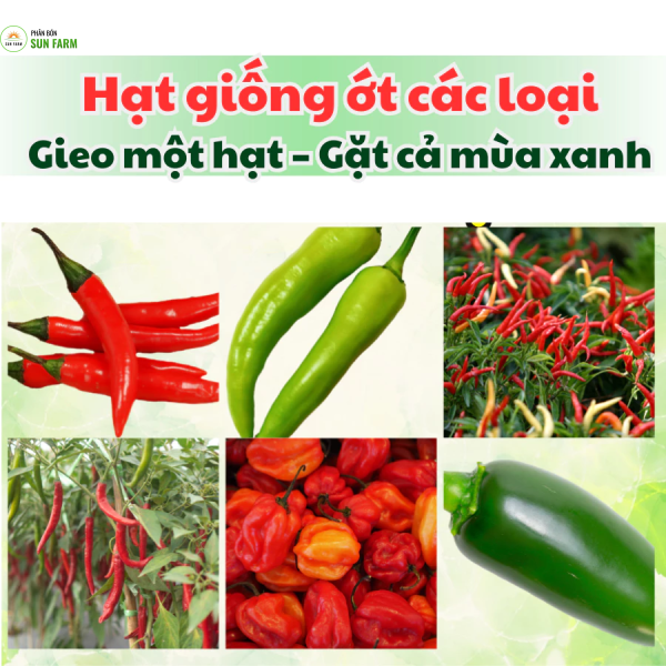 Hạt giống ớt Rạng Đông các loại ớt xiêm ớt hiểm ớt chuông ớt sừng