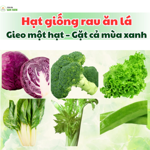 Hạt giống rau ăn lá Rạng Đông các loại