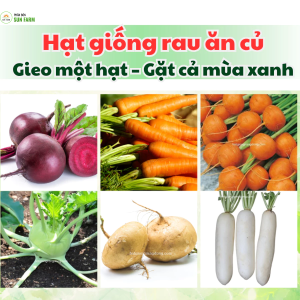 Hạt giống Rau ăn củ Rạng đông tỷ lệ nảy mầm cao, sạch mầm bệnh