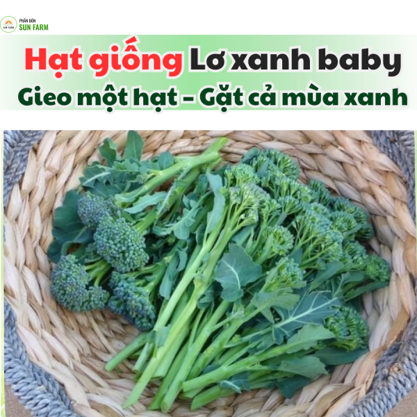 Hạt giống lơ xanh baby lai 0.1g