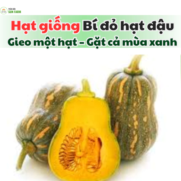 Hạt giống bí đỏ hạt đậu KLT 1g (8-10 hạt)